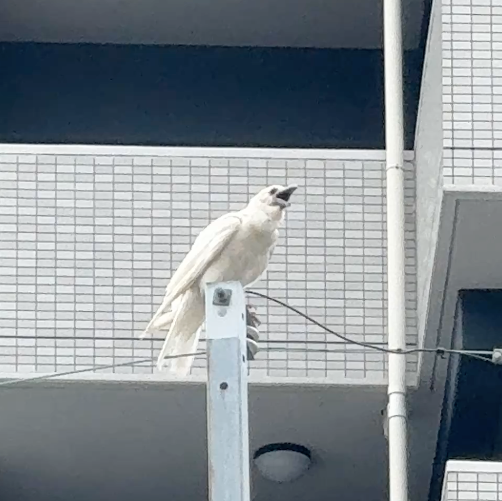 白いカラス