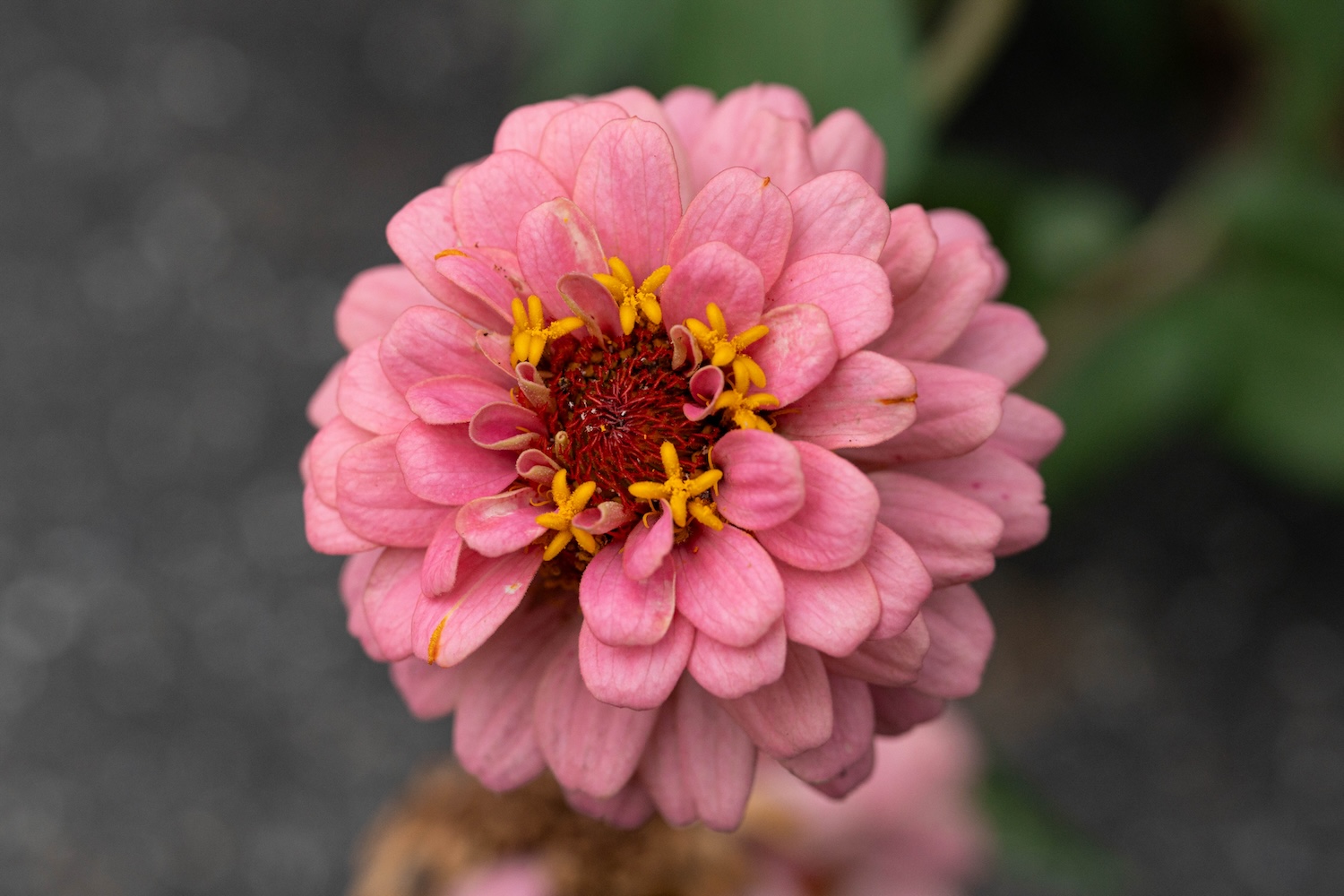 散歩で見つけた植物